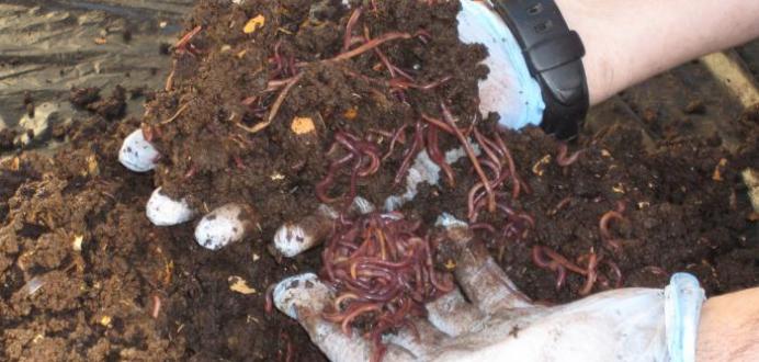 Выращивание калифорнийских червей — рентабельный бизнес и сохранение экологии планеты