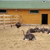 Как открыть страусиную ферму Проект помещения для страусов чертежи