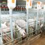 Как открыть свиноферму с нуля: подробный бизнес-план Заработать на свиноводстве