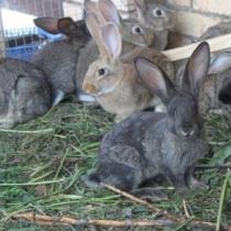 Разведение кроликов, как бизнес: выгодно или нет Бизнес план на выращивание кроликов